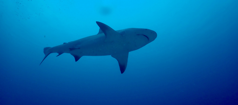 bull shark