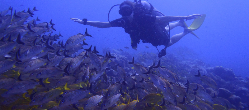 reef dive