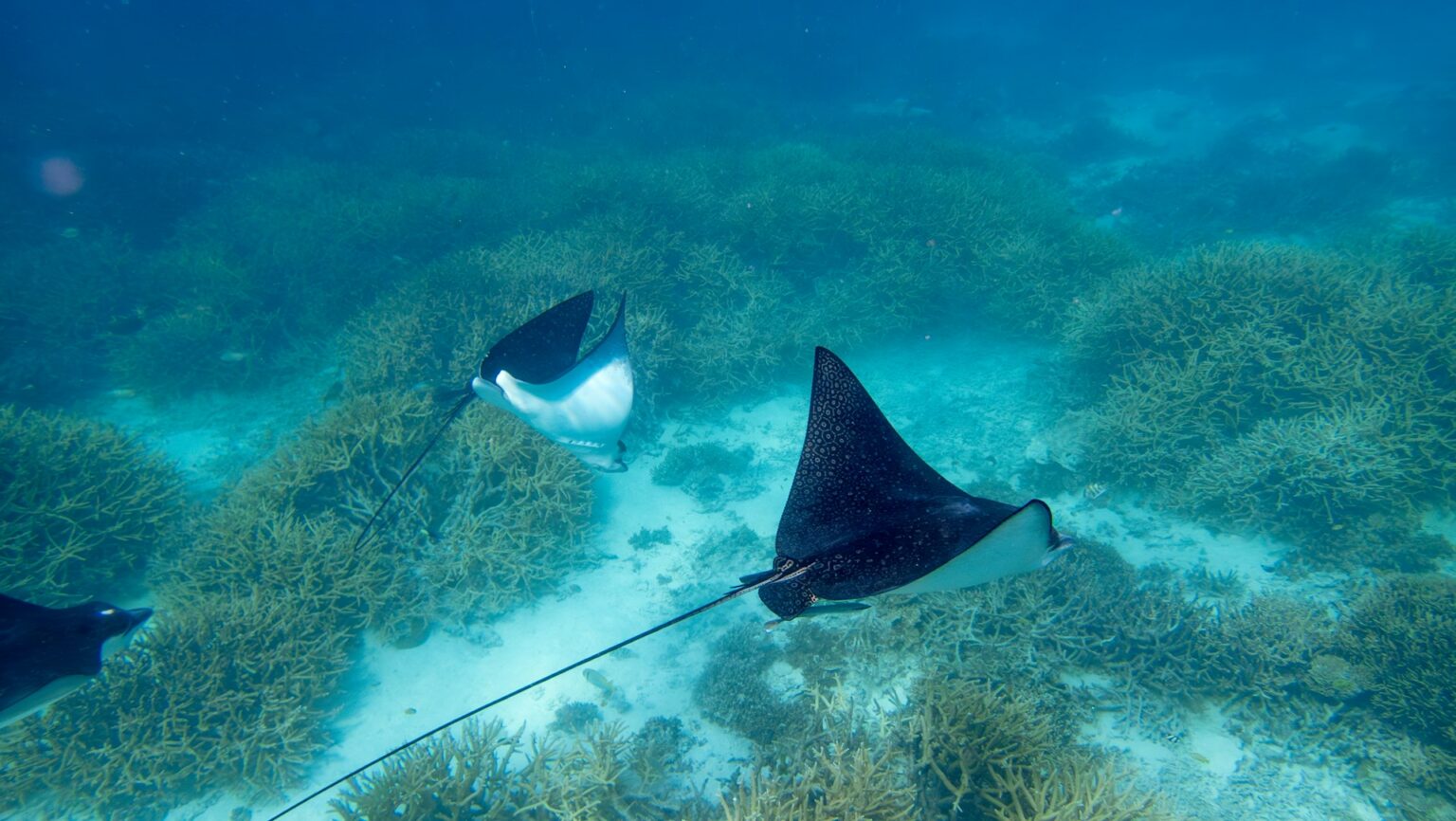 puerto-morelos-wildlife-wetset-hero