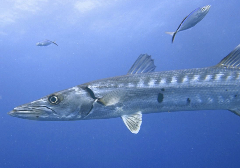 barracuda