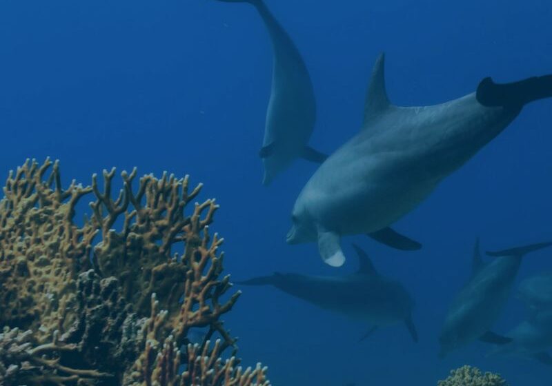 dolphins swimming through coral (1)
