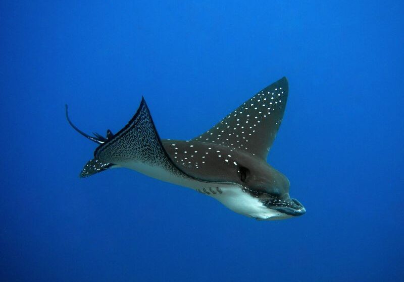 eagle ray in flight