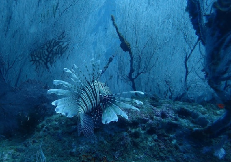 lion fish