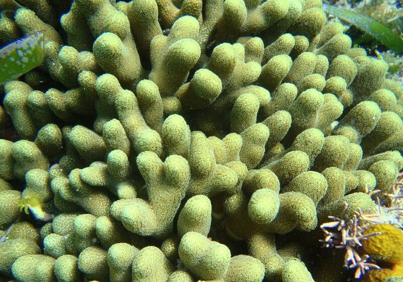 lobed star coral wetset