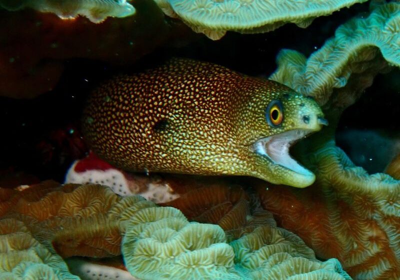 moray eel in hiding