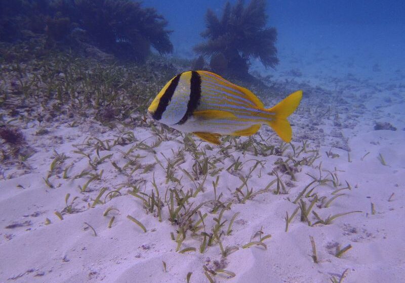 porkfish over sand